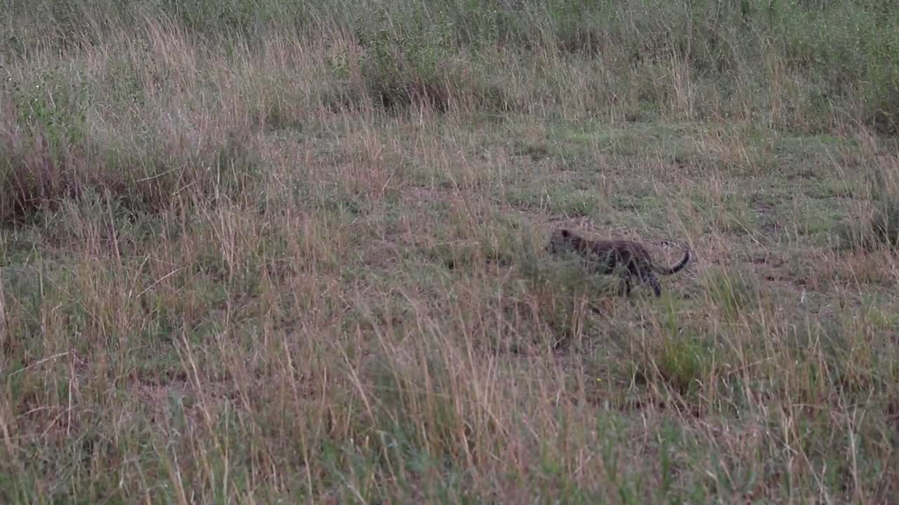아프리카 사바나에서 새끼와 함께 걷는 표범의 정적 샷