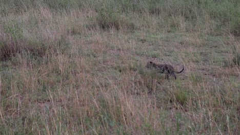 toma estática de un leopardo caminando con su cachorro en la sabana africana