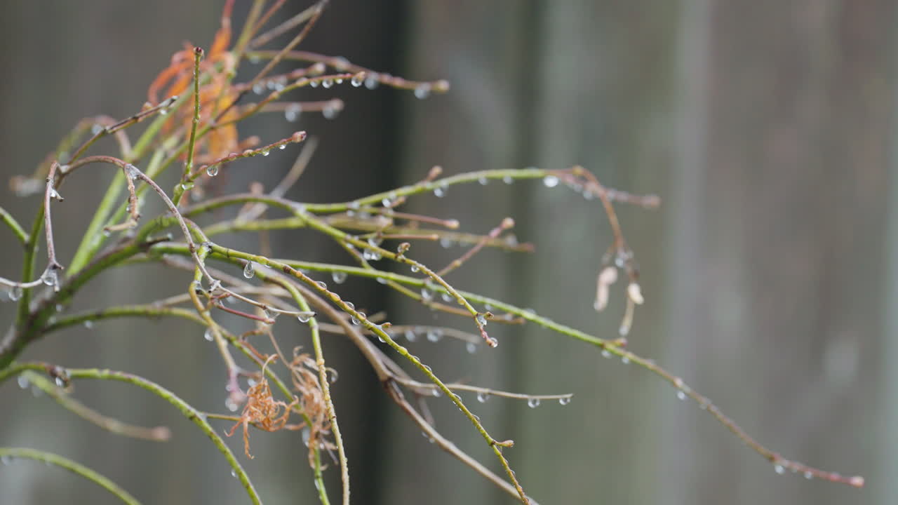 Close-up of rain-soaked branches illustrating calm nature scene