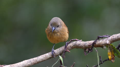 tanager con corona de rubí de primer plano selva tropical de brasil