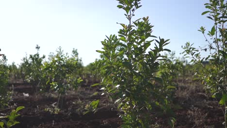 walking through plantation of young yerba mate plants, south america