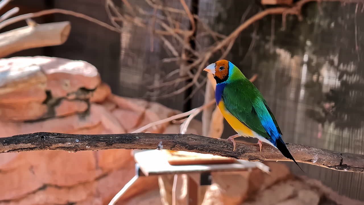 Stunning Gouldian finch sat on branch, handheld shot at the zoo, sunny day in Athens, Greece