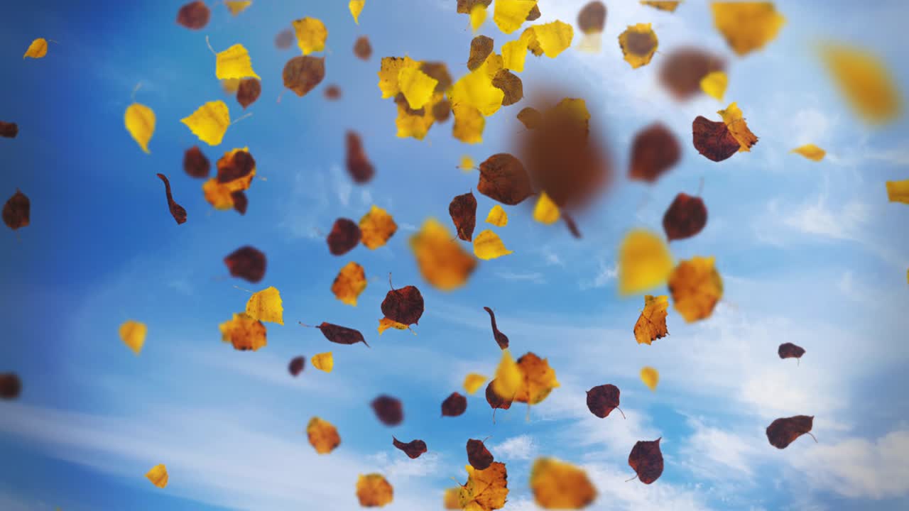 떨어지는 잎의 애니메이션 루프 가을