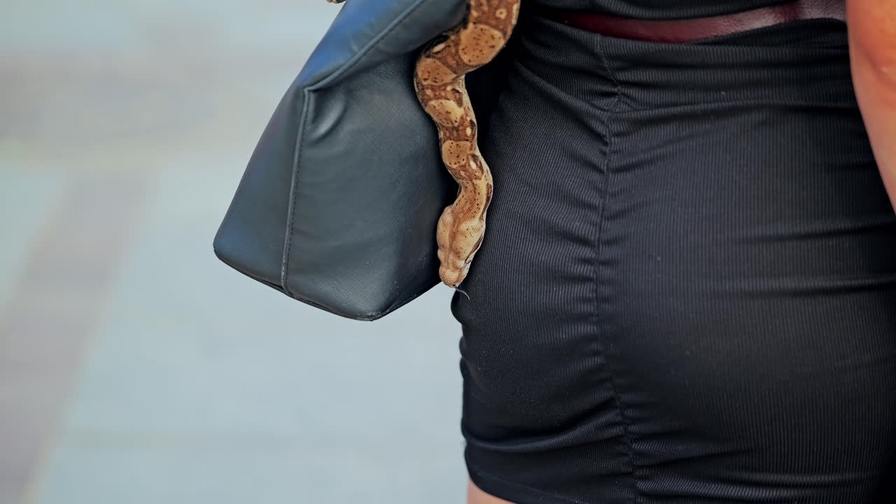 Slow motion shot of boa constrictor crawling on elegant woman in black dress