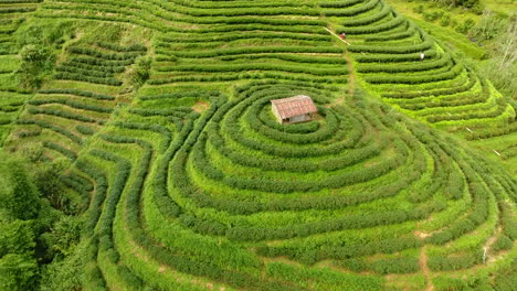 Aerial-view-of-tea-plantation-terrace-on-mountain.