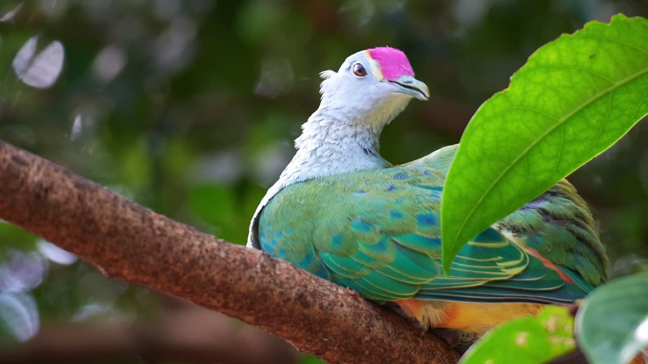 Een roosgekroonde vruchtenduif (ptilinopus regina) rustend op een tak in zijn natuurlijke habitat, terwijl hij zijn veren poetst en verzorgt, close-up