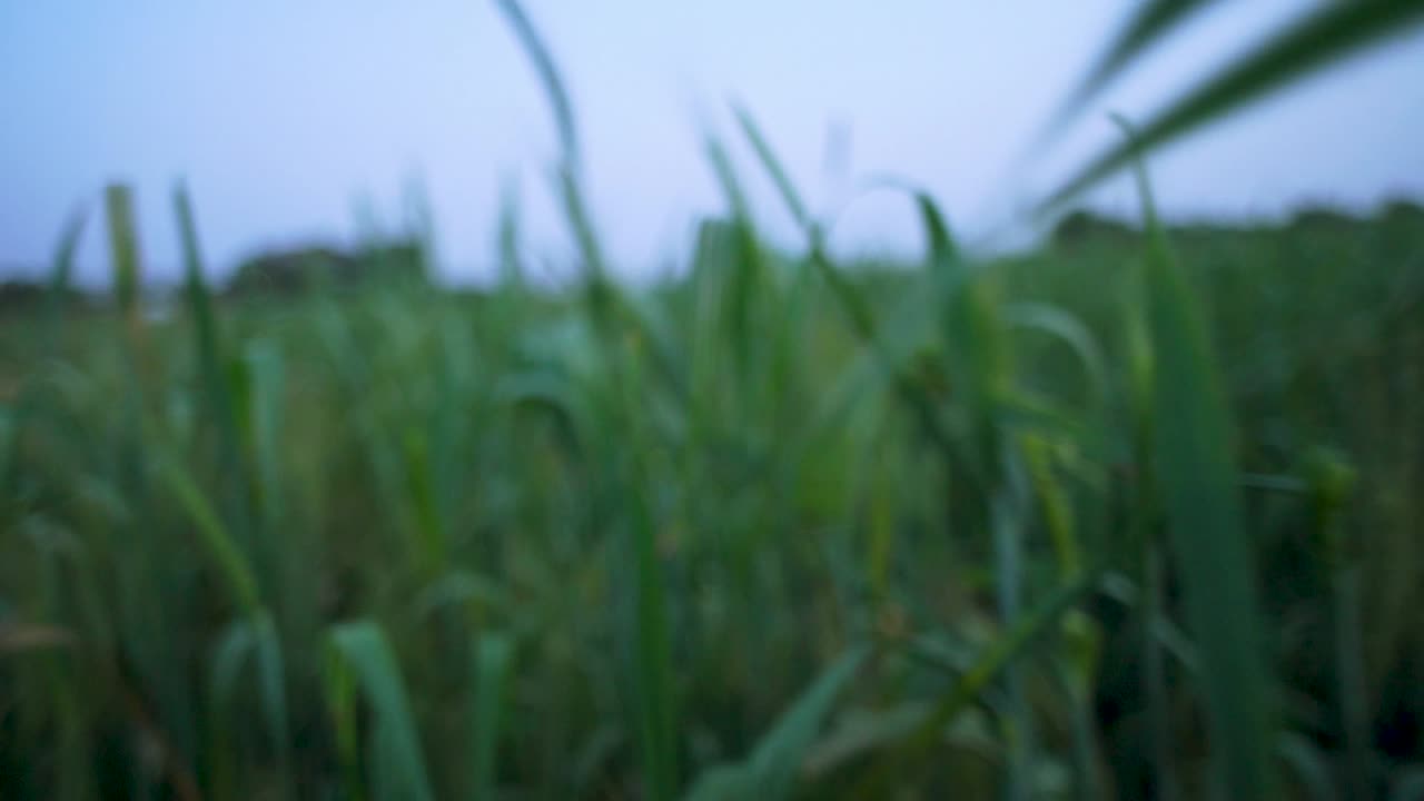 Walking in a wheat field, point of view sense,Wheat crashes into the camera lens, a cinematic look