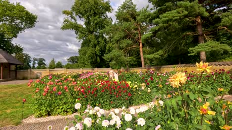 wide shot of vibrant dahlias blooming in a landscaped garden with trees and rustic building