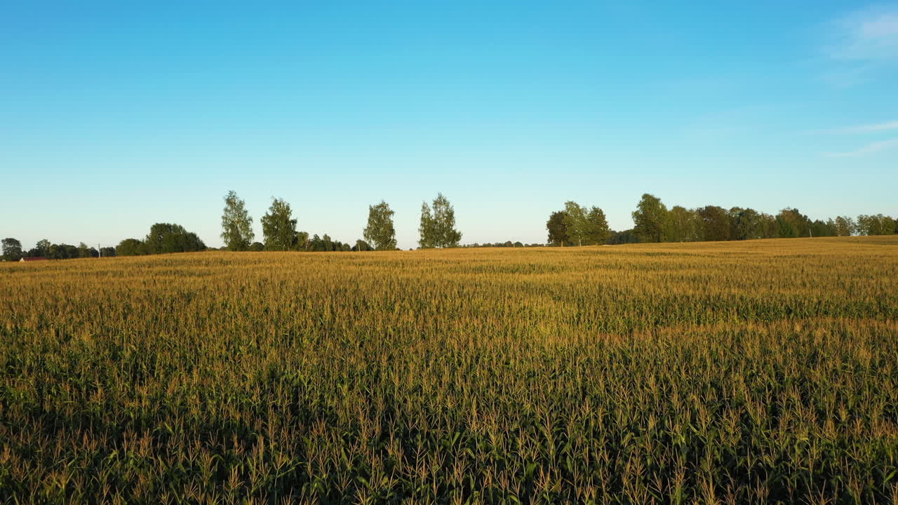 Growing wheat crops on sunny summer day, low angle drone view
