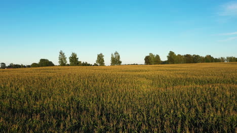 growing wheat crops on sunny summer day, low angle drone view