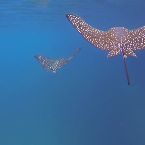 two beautiful rays swim underwater in the galapagos islands