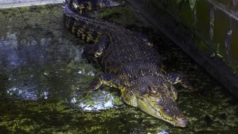 saltwater crocodile resting in pool with mossy water