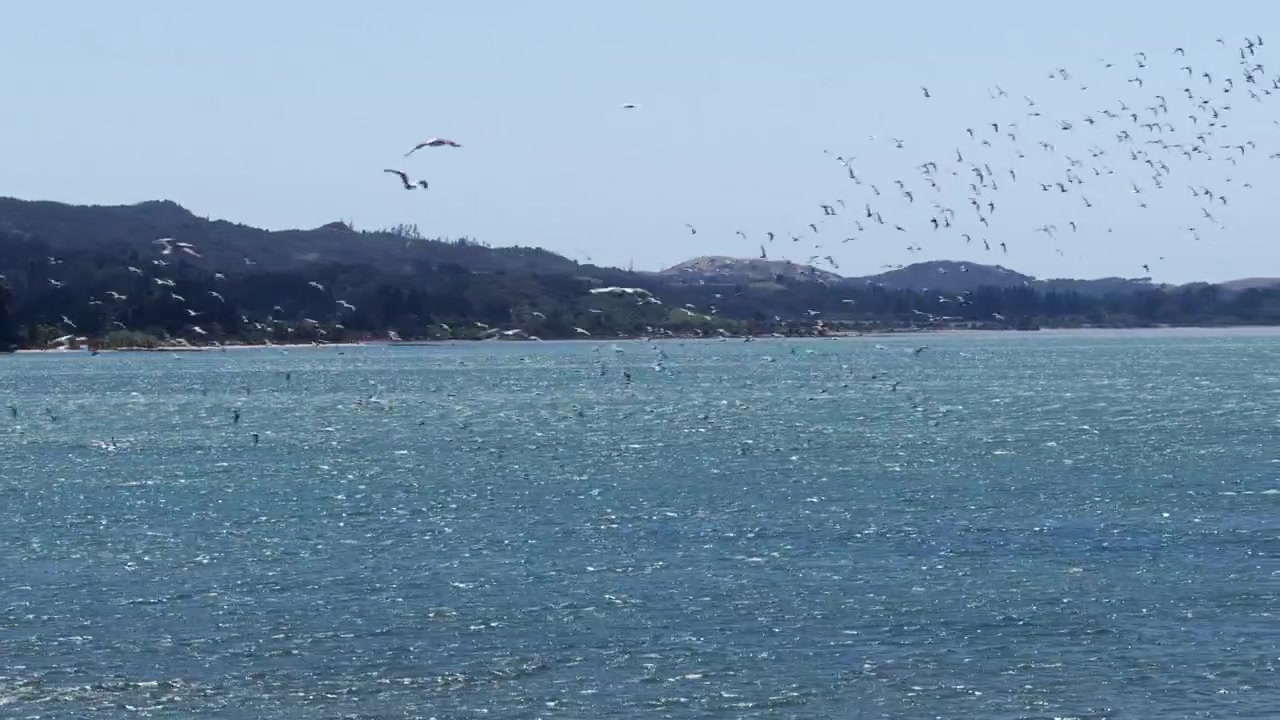 ニュージーランド南島の穏やかな沿岸の海を鳥たちが飛び交う。広がる大海原、遠くの海岸線、そして自然な野生動物の動きが見られる平和な海辺の風景。
