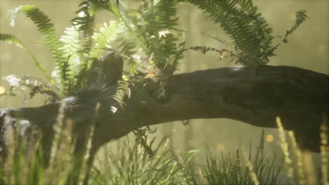 horizontally-bending-tree-trunk-with-ferns-growing,-and-sunlight-shining