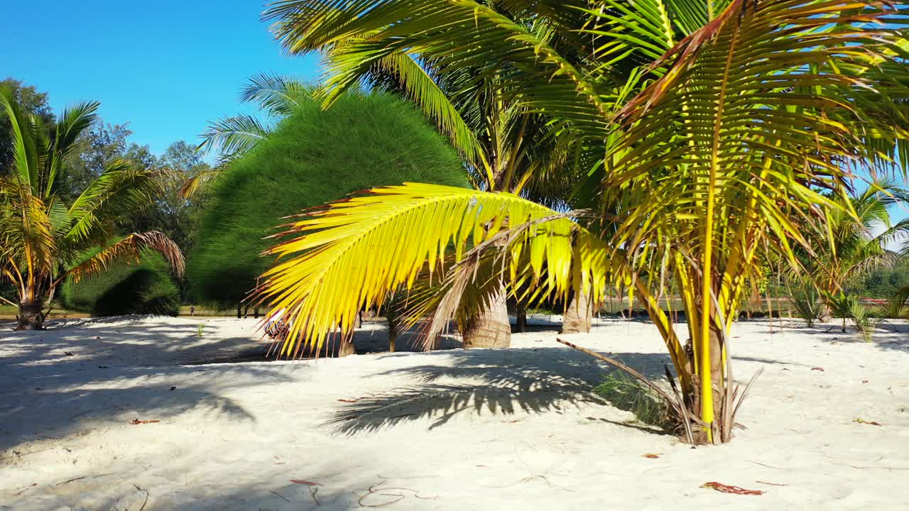 Yellow dry palm leaves on quiet garden of holiday resort with white sandy beach under bright blue sky on shore of tropical island in Thailand