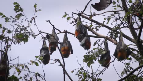 bats during daytime hanging from tree grooming and cleaning australia gippsland victoria maffra close up