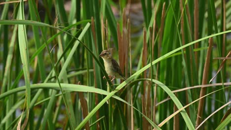 asian golden weaver, ploceus hypoxanthus