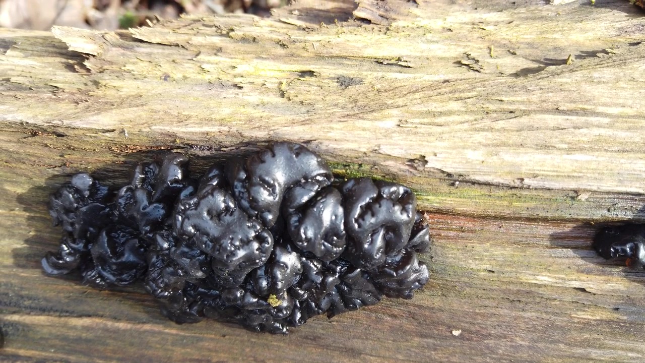 Funghi di bosco su un tronco d'albero. Exidia è un genere di funghi della famiglia delle Auriculariaceae