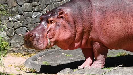 hipopótamo en el zoológico