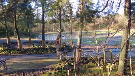 Giraffen-Und-Zebras-Am-Sonnigen-Tag-Im-Zoopark-Der-Burger-In-Arnheim,-Niederlande