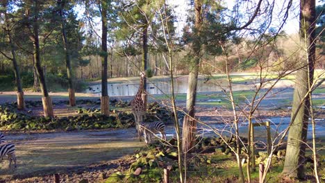 jirafas y cebras en un día soleado en el parque zoológico de burgers en arnhem, países bajos