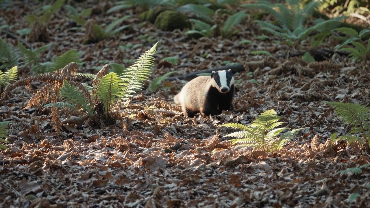 Tasso europeo in cerca di cibo sul suolo della foresta illuminato dal sole