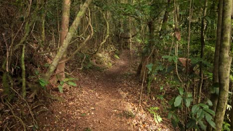 Handheld-Footage-along-the-track-on-the-Dave's-Creek-Circuit-walk-in-Lamington-National-Park,-Gold-Coast-Hinterland,-Australia