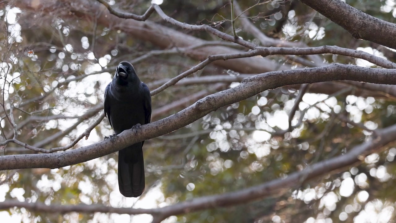 Un corvo nero è posato su un ramo, guardandosi intorno in un parco di Tokyo, Giappone.