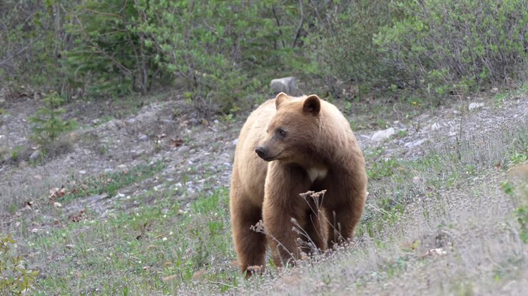 Big brown bear waking in forest