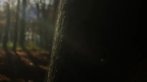 Cinematic-timelapse-of-fog-around-a-tree-in-a-forest-at-sunset