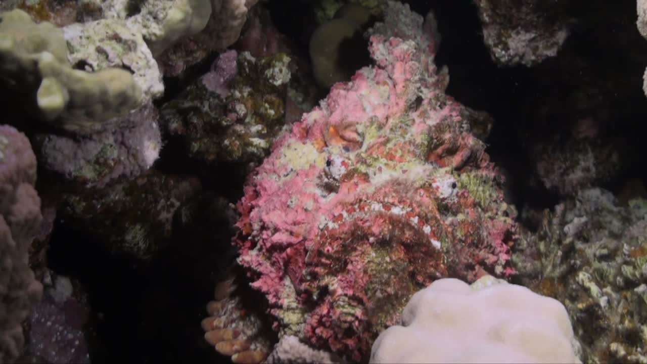 Pesce pietra colorato su una barriera corallina tropicale