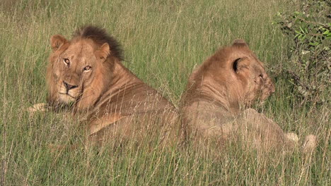 slow zoom out of two lions back to back relaxing in tall praire grass