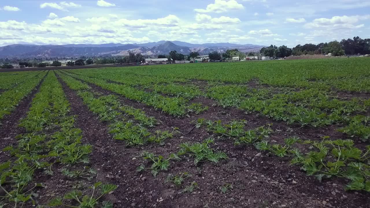 toma aérea de drones volando sobre una nueva cosecha, inclinándose hacia arriba para revelar colinas y tierras de cultivo, cielos azules nublados en el fondo, no en cámara lenta