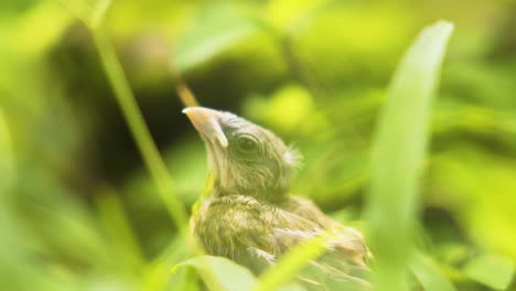 small bulbul bird in its natural habitat - selective focus