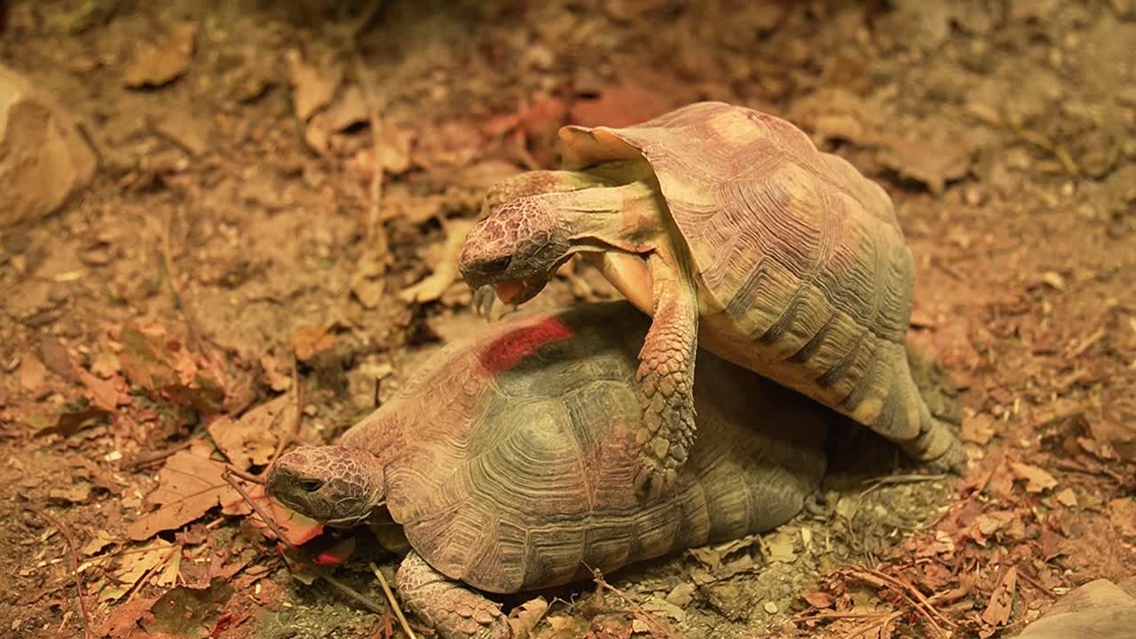 Two testudo tortoises mating in reptile zoo
