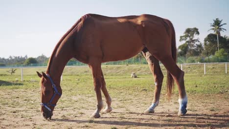 tiro medio de un caballo marrón claro comiendo hierba en el paddock en un día soleado-1