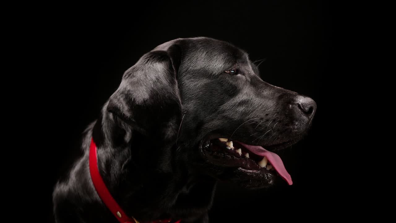 Black labrador head on black background, side view of dark retriever dog with open mouth and tongue out. Shooting domestic pet in studio