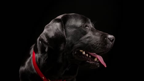 black labrador head on black background, side view of dark retriever dog with open mouth and tongue out. shooting domestic pet in studio