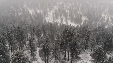 Drohne-Fliegt-über-Einen-Wald-Im-Schnee