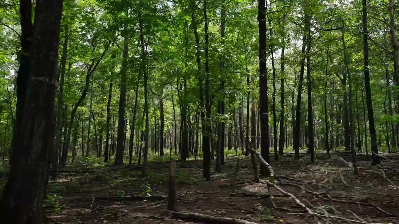 Fitta foresta di alberi su un'ampia distesa di terra.