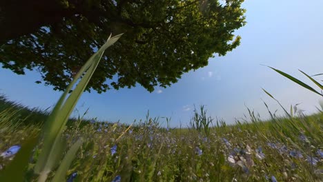 slow motion wide angle shot of a tree in a green field on a sunny summer day