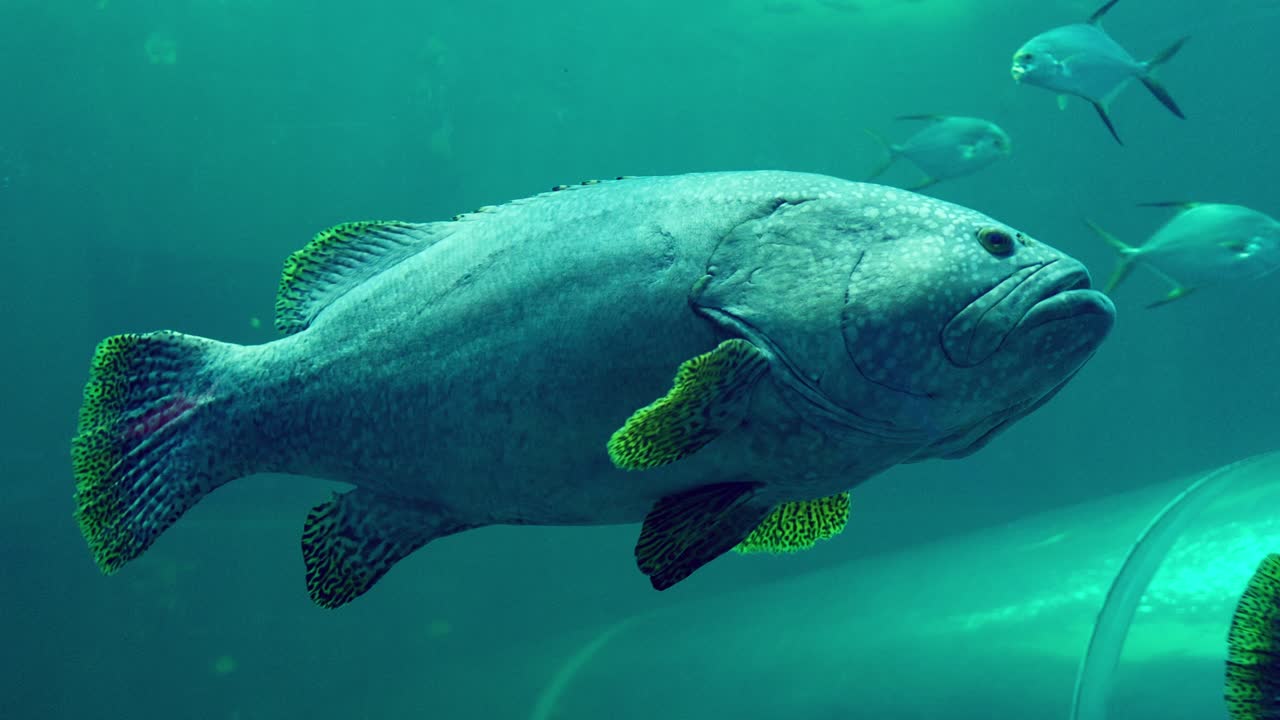 Dive into the enchanting world of an aquarium featuring vibrant fish in a tranquil setting.