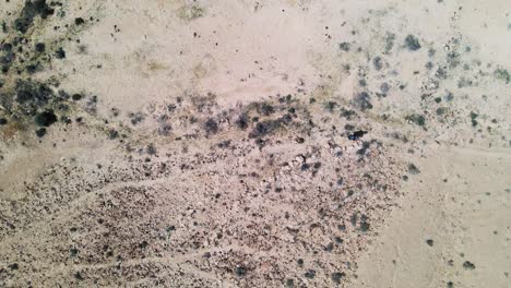 un dron de arriba hacia abajo aleja la toma de un excursionista en el desierto caminando por una pista