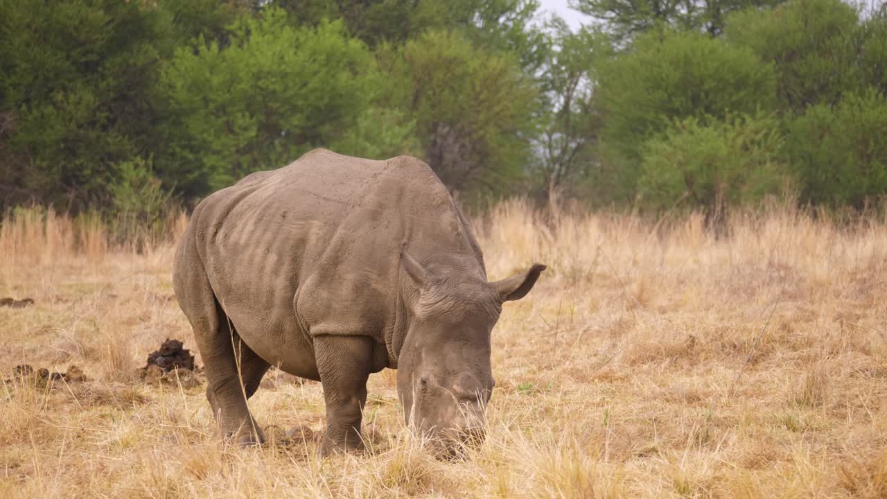 남아프리카 사바나의 건조한 풀밭에서 풀을 뜯은 암컷 흰코뿔소