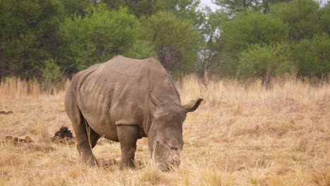 Ein-Enthorntes-Breitmaulnashorn-Weidet-In-Den-Trockenen-Gräsern-Der-Südafrikanischen-Savanne