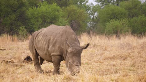 una hembra de rinoceronte blanco que ha sido descornada pasta en las áridas hierbas de la sabana de sudáfrica