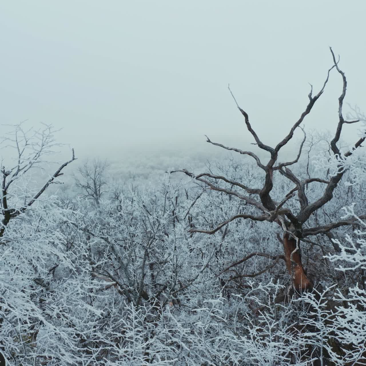Snowy trees on the hill. Dry tree without snow among white trees. Amazing scenery of winter forest. Motion camera back.