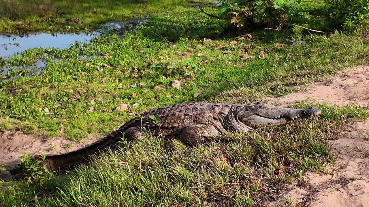 impactful shot of a Caiman or Orinoco Crocodile resting on the riverbank, blending seamlessly with its natural habitat during the day
