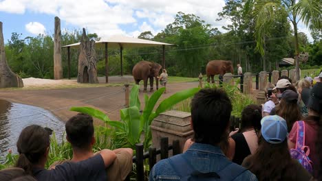 crowd watching elephants by a water pond