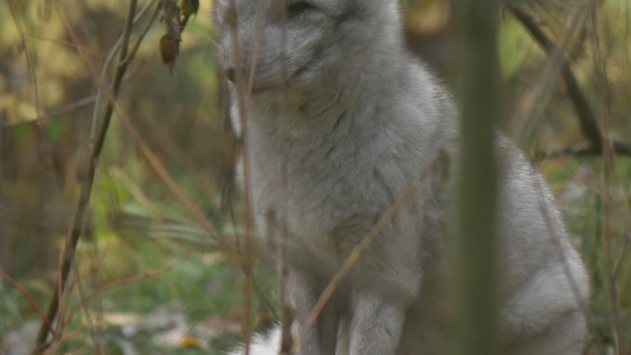 A arctic fox strikes a pose on a stone in the green nature field